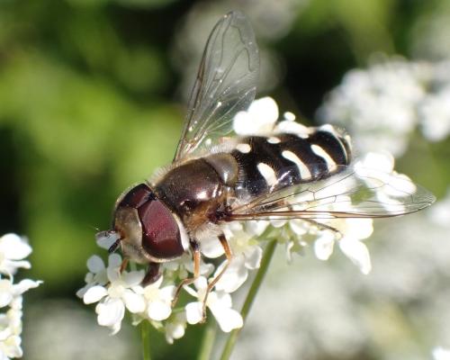 Réf. 351 803 : Scaeva pyrastri